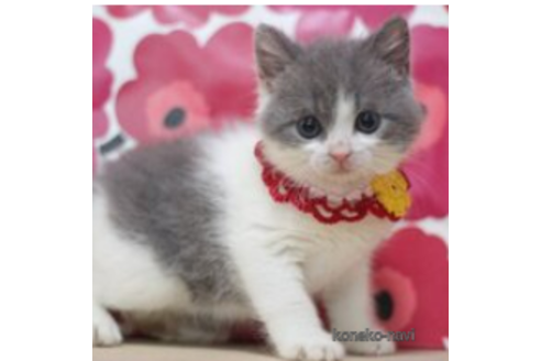 成約済の東京都のマンチカン-70821の2枚目